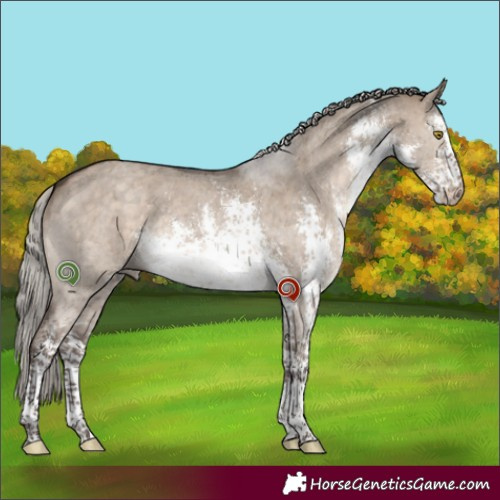 Horse Color:White Spotted Silver Brown Dun Sabino Rabicano 