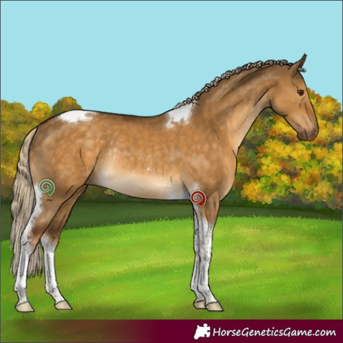 Horse Color:Chocolate Palomino Dun Tobiano Rabicano