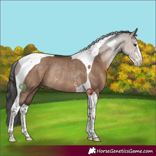 Horse Color:Liver Red Dun Sabino Tobiano Rabicano