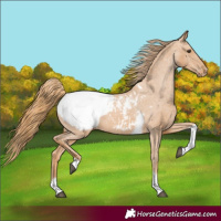 Horse Color:Chestnut Tobiano Appaloosa 