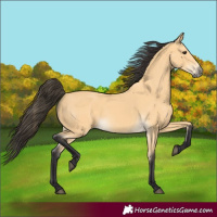 Horse Color:Buckskin 