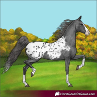 Horse Color:Black Splash Appaloosa 