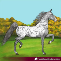 Horse Color:Blue Roan Splash Appaloosa