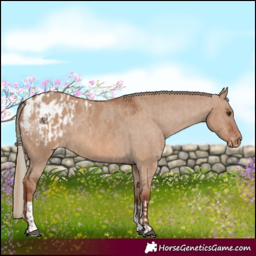 Horse Color:Red Dun Appaloosa and Red Dun Appaloosa