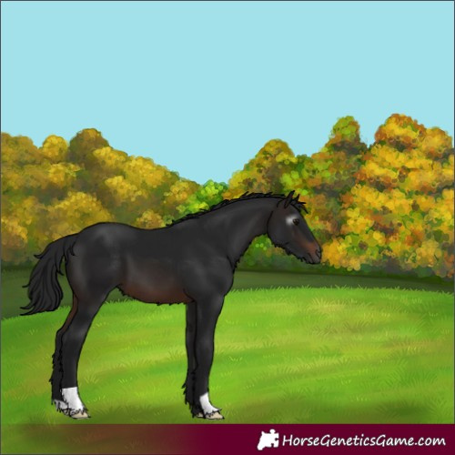 Horse Color:Gray Brown