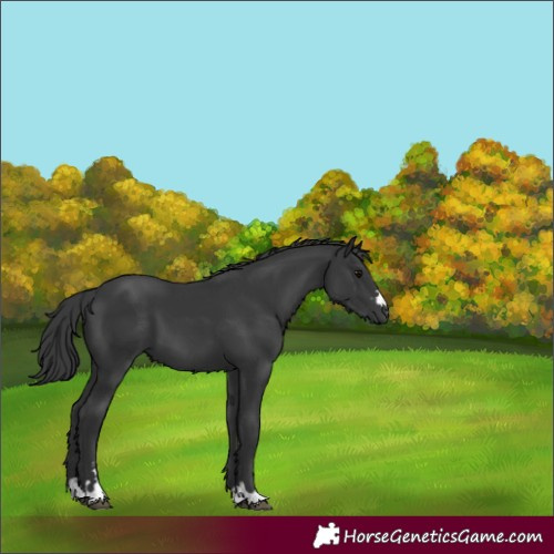 Horse Color:Black 