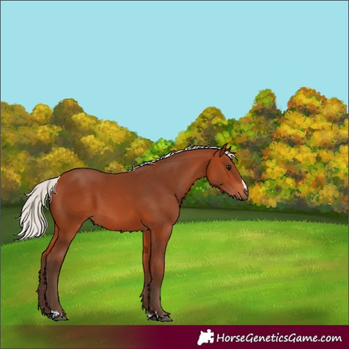 Horse Color:Silver Bay 