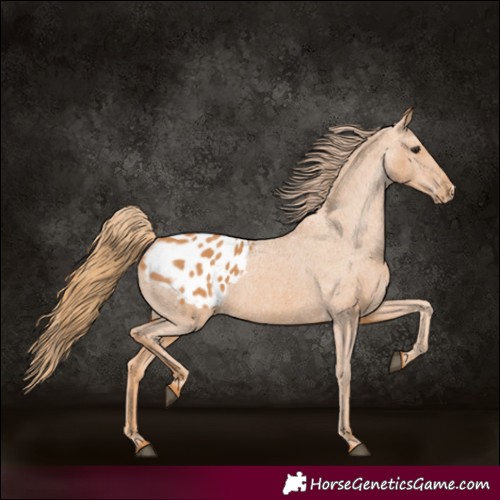Horse Color:Chestnut Appaloosa 