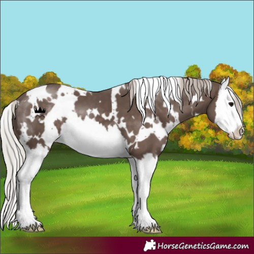 Horse Color:White Spotted Silver Black Splash 