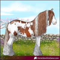 Horse Color:White Spotted Chestnut Splash