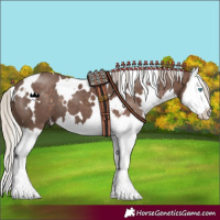 Horse Color:White Spotted Silver Black Splash 