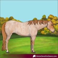 Horse Color:Red Roan 