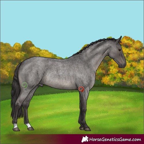 Horse Color:Smoky Blue Roan Rabicano 