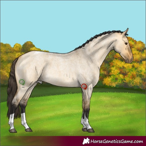 Horse Color:Buckskin Roan Dun Tobiano Rabicano