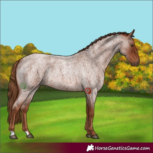Horse Color:Red Roan Rabicano 