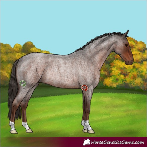 Horse Color:Liver Red Roan Rabicano 