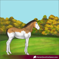 Horse Color:Buckskin Splash 
