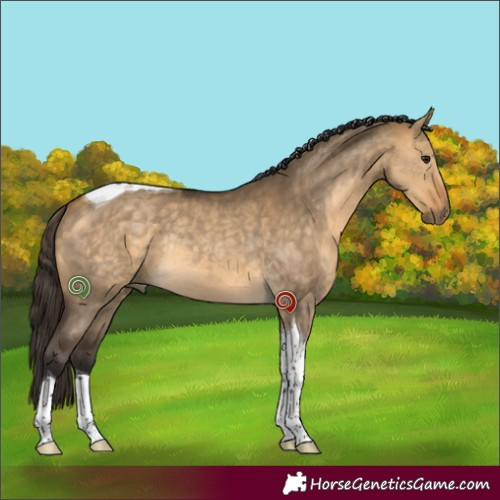 Horse Color:Buckskin Dun Tobiano Rabicano 