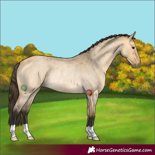 Horse Color:Buckskin Roan Dun Rabicano 
