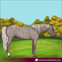 Horse Color:Silver Blue Roan 