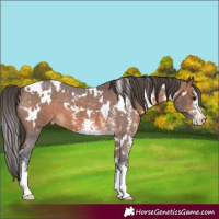 Horse Color:White Spotted Brown Sabino Varnish 