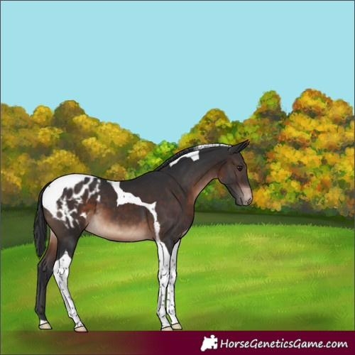 Horse Color:Brown Tobiano Appaloosa 