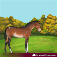 Horse Color:Brown Tobiano 