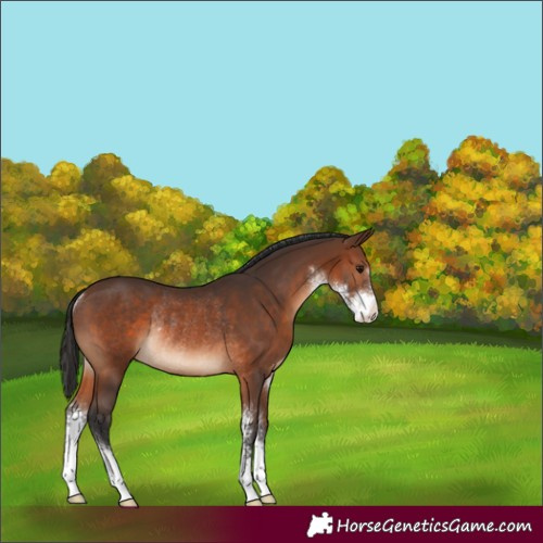 Horse Color:Brown Sabino Rabicano 