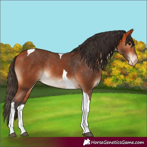 Horse Color:Bay Tobiano Varnish Rabicano 