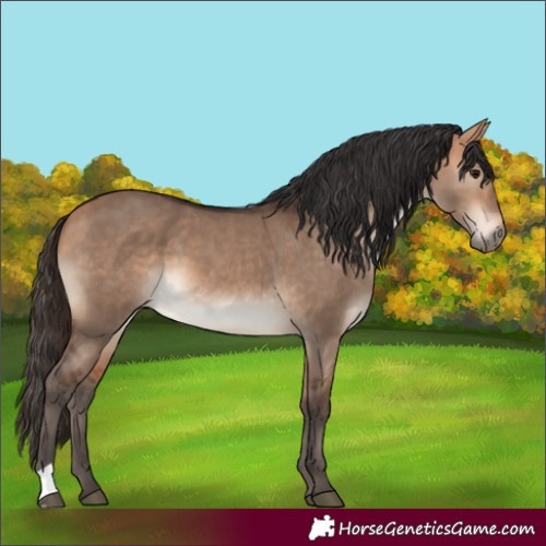 Horse Color:Bay Dun