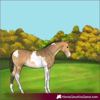 Horse Color:Buckskin Tobiano