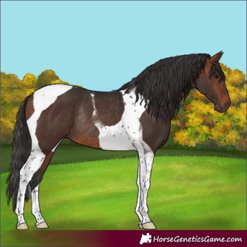Horse Color:Bay Tobiano Rabicano