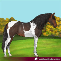 Horse Color:Bay Tobiano Rabicano
