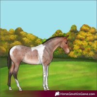 Horse Color:Bay Roan Tobiano Rabicano 