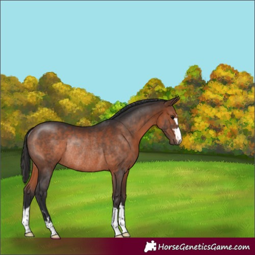 Horse Color:Brown Rabicano 