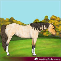 Horse Color:Buckskin Roan Tobiano 