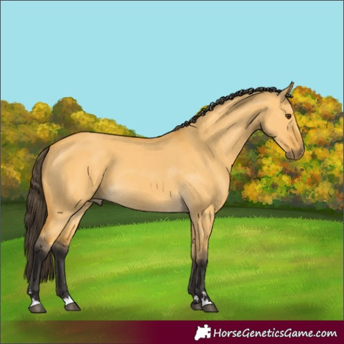 Horse Color:Buckskin Dun 