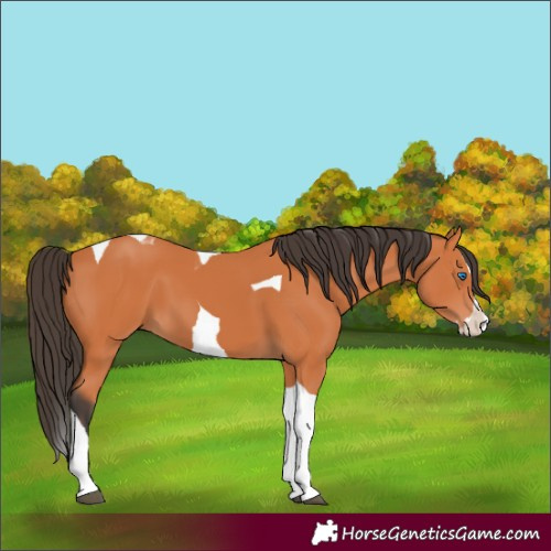 Horse Color:Bay Splash Tobiano 