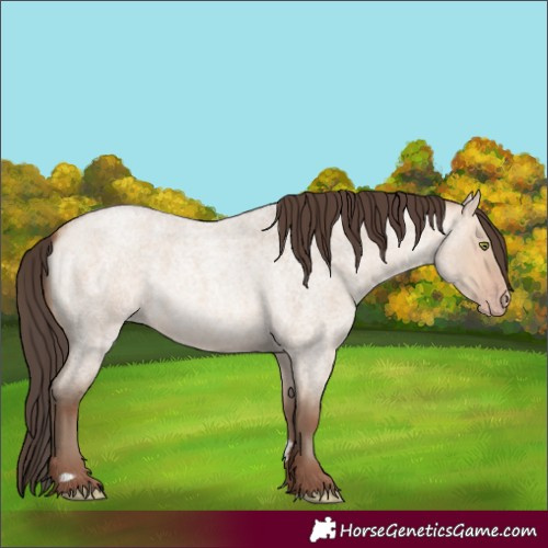 Horse Color:Amber Champagne Roan Dun