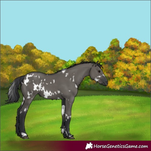 Horse Color:White Spotted Grullo 