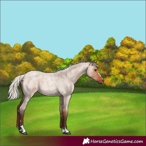 Horse Color:Silver Brown Roan Dun 