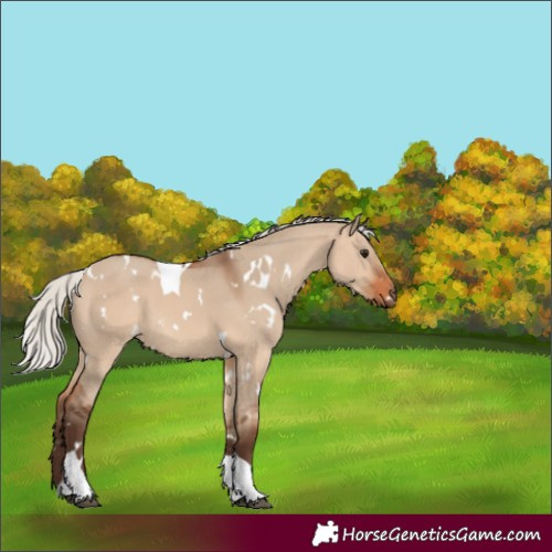 Horse Color:White Spotted Silver Brown Dun Tobiano 