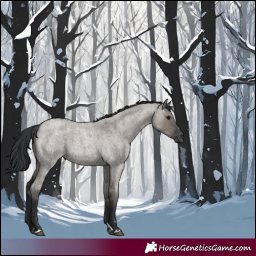 Horse Color:Grullo Roan 