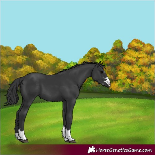 Horse Color:Black 