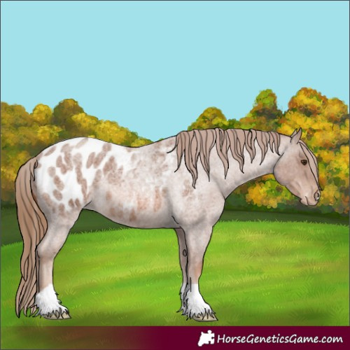 Horse Color:Red Roan Appaloosa 