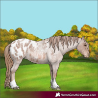 Horse Color:Red Roan Appaloosa 