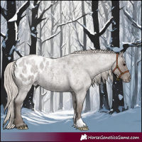 Horse Color:Silver Blue Roan Appaloosa 
