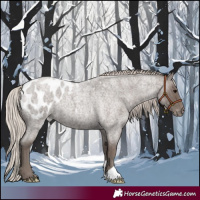 Horse Color:Silver Blue Roan Appaloosa 