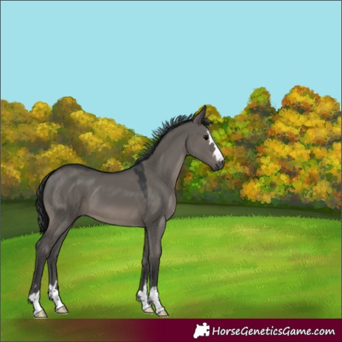 Horse Color:Grullo 
