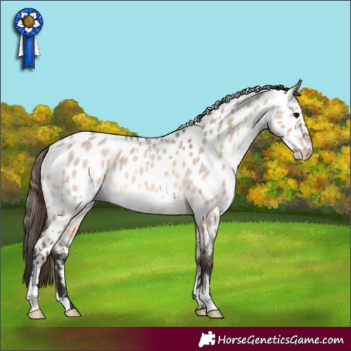 Horse Color:Brown Roan Dun Appaloosa 